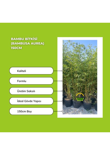 Bambu Bitkisi (Bambusa Aurea) 150CM