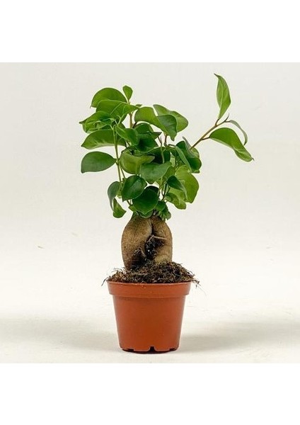 Mini Ficus Ginseng Bonsai 10-25 cm