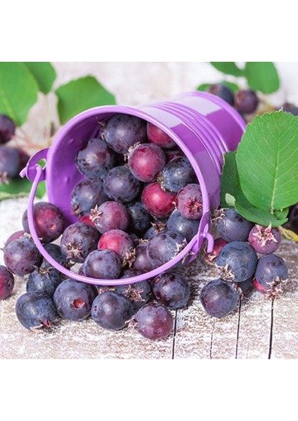 Soğuklara Dayanıklı Antikoksidan Değeri Yüksek Saskaton Berry Fidanı