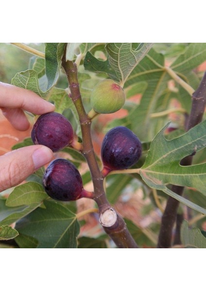 Tüplü Saksıda Yetiştiriciliğe Uygun Ficus Carica Ronde De Bordeaux Incir Fidanı