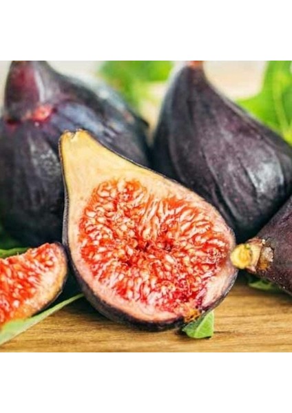 Tüplü Saksıda Yetiştiriciliğe Uygun Ficus Carica Ronde De Bordeaux Incir Fidanı fiyatları