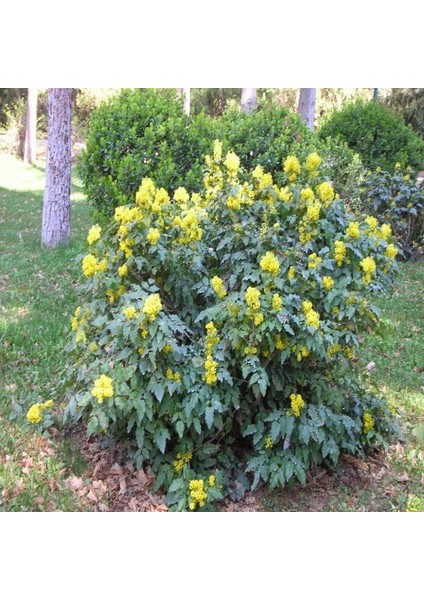 Herdem Yeşil Soğuklara Dayanıklı Mahonya Ağacı Fidanı