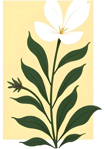 Matisse - Boho - Art Deco - Soyut - Doğa ( 3 Lü Çerçevesiz ) Poster - Afiş - Tablo KR2C00097/ fırsatları