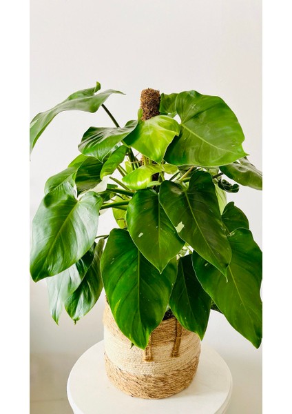 Dekoratif Hasır Saksı 30*34 Cm-Ofis Salon Bitkileri Için Saksı