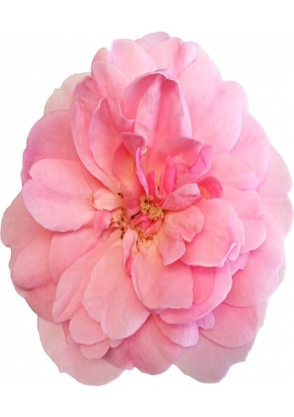 Sade Çiçekler 3 Sayılarla Boyama Seti Kasnaklı