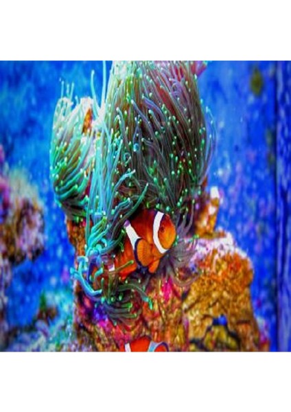 Kayıp Balık Nemo Sayılarla Boyama Seti Kasnaklı