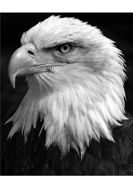 Kartal Sayılarla Boyama Seti Kasnaklı