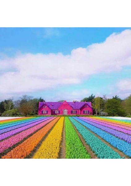 Gökkuşağı Bahçesi Sayılarla Boyama Seti Kasnaklı