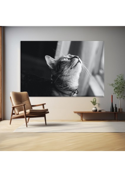 Güneş Altında Kedi Kanvas Tablo