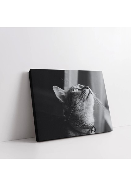 Güneş Altında Kedi Kanvas Tablo fiyatları