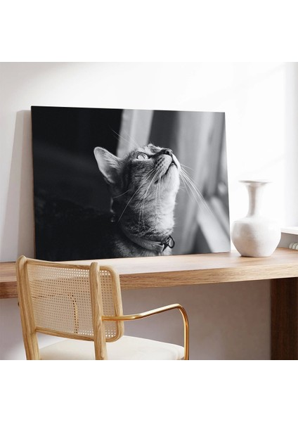 Güneş Altında Kedi Kanvas Tablo modelleri