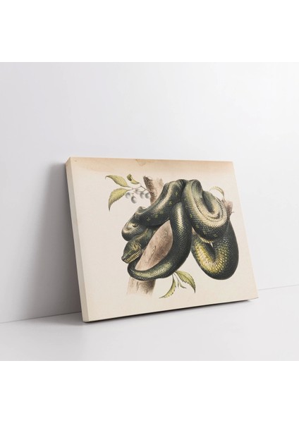 Doğanın Halkaları Kanvas Tablo fiyatları