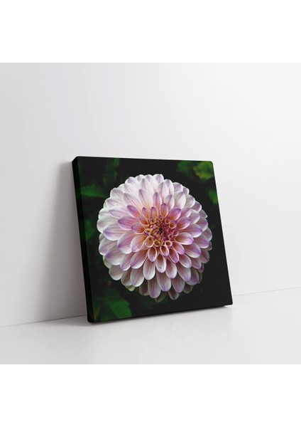 Pembe Yıldız Çiçeği Kanvas Tablo fiyatları