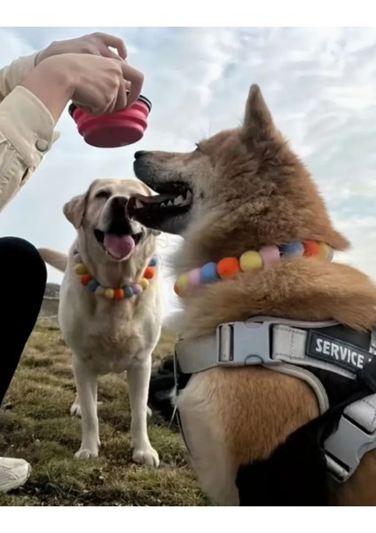 Kedi /Köpek Tasması Renkli Ponpon Tasma