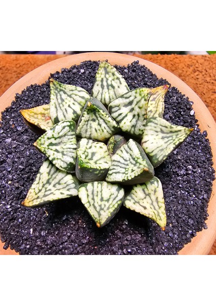 Haworthia Pandora Picta Hybrid Özel Tür