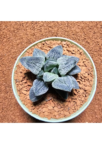 Haworthia Pygmaea Yukino Sato Powder Sugar Koleksiyoluk Tür