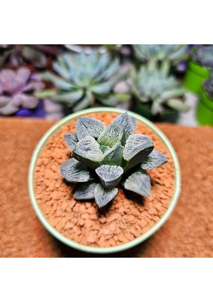 Haworthia Pygmaea Yukino Sato Powder Sugar Koleksiyoluk Tür