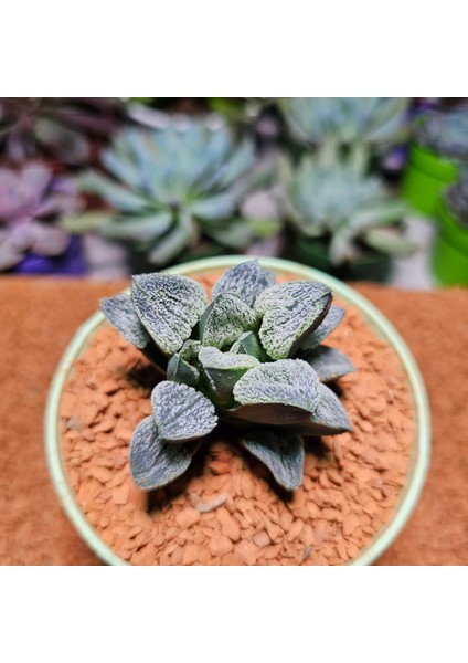 Haworthia Pygmaea Yukino Sato Powder Sugar Koleksiyoluk Tür