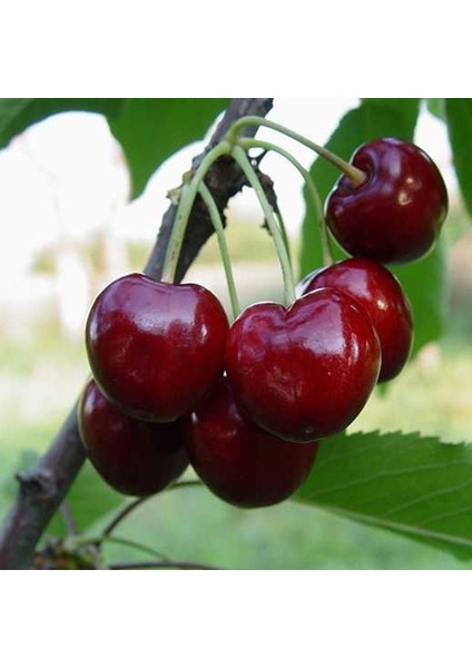 6 Yaş Aşılı Napolyon Kiraz Fidanı 'Rootball'
