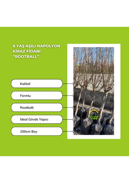 6 Yaş Aşılı Napolyon Kiraz Fidanı 'Rootball' fiyatları