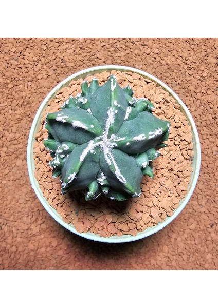 Astrophytum Fukuryu Hakujo Özel Tür