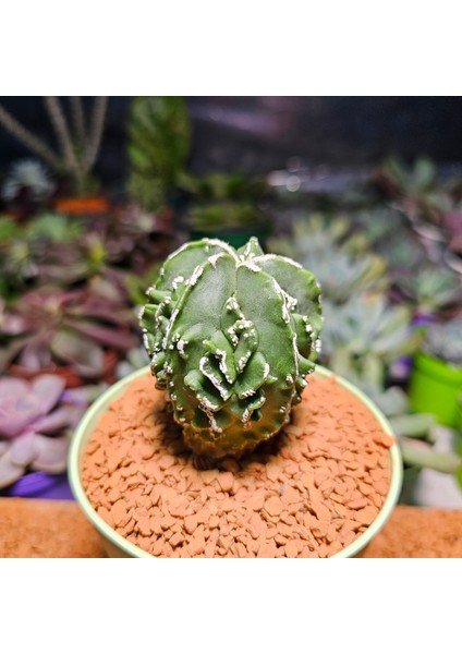 Astrophytum Fukuryu Hakujo Özel Tür