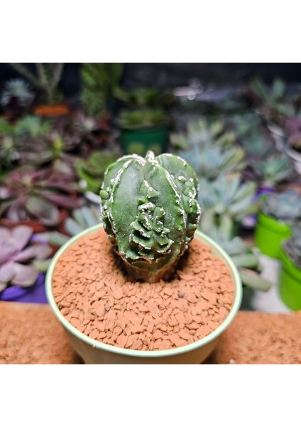 Astrophytum Fukuryu Hakujo Özel Tür