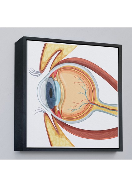 Çerçeveli Göz Anatomizi Tablosu - Göz Doktoru HEDIYESI-8367 modelleri