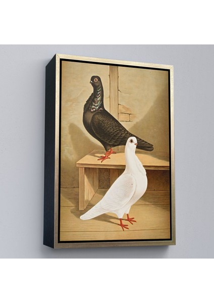 Çerçeveli Gustav Prütz - Sevimli Italyan Güvercinleri TABLO-7320 modelleri