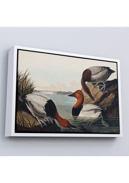 Çerçeveli John James Audubon Ördekler TABLOSU-7030