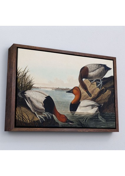 Çerçeveli John James Audubon Ördekler TABLOSU-7030