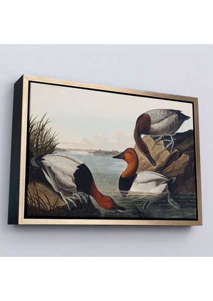 Çerçeveli John James Audubon Ördekler TABLOSU-7030