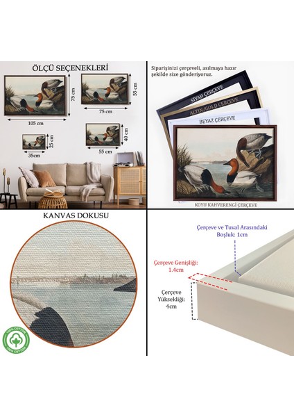 Çerçeveli John James Audubon Ördekler TABLOSU-7030