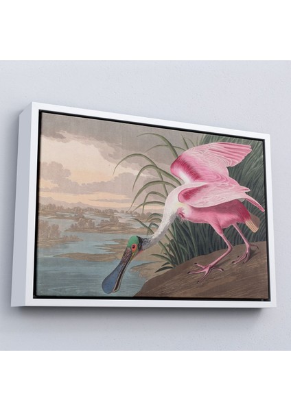 Çerçeveli John James Audubon - Pembe Kaşıkçı Kuşu TABLO-7120 fırsatları