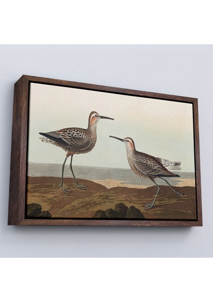 Çerçeveli John James Audubon'un 'birds Of America' TABLOSU-7011
