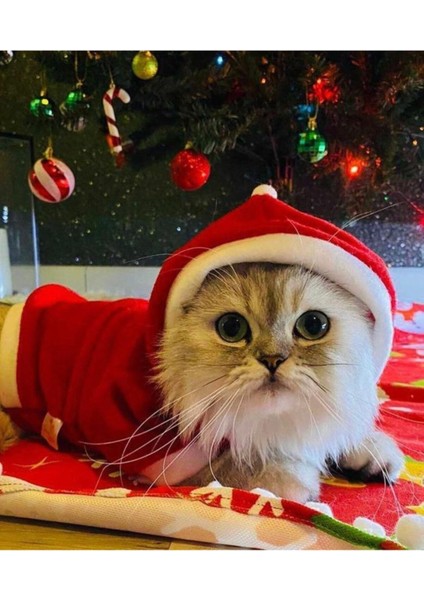 Köpek ve kedi için Noel Baba polar üst giyim, kırmızı renkli, şık ve rahat tasarım