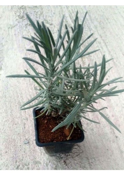 Angustifolia Lavanta Fidanı Fidesi 10 Adet Tüplü fırsatları