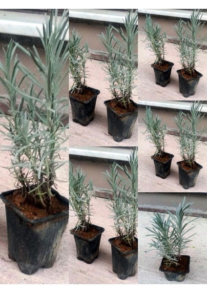Angustifolia Lavanta Fidanı Fidesi 10 Adet Tüplü indirimleri