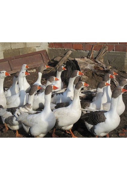 Köy Kazı fiyatları