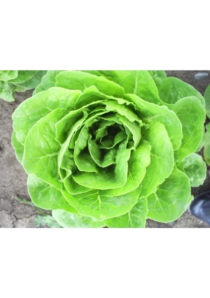 Yedikule Marul Tohumu 5 gr Pınaper Tohumculuk