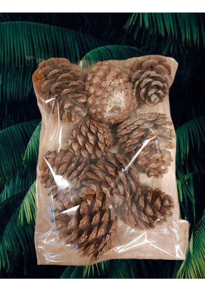 Çam Kozalağı 9 Adet Doğal Dekoratif Süs Kozalağı