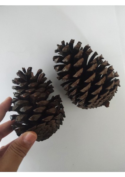 2 Adet Dekoratif Kozalak Yılbaşı Süsü - Doğal Kozalak Masa Süsü 12 cm -2 fiyatları