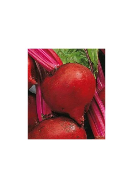 Kırmızı Pancar Tohumu 5 gr Pınaper Tohumculuk