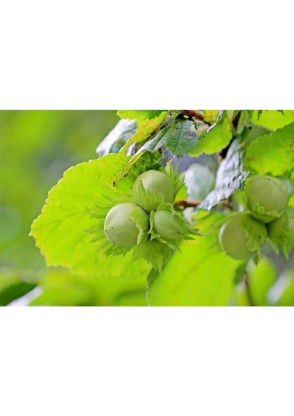 2024 Yeni Mahsül Giresun Tombul Kabuklu Fındık 4 kg modelleri