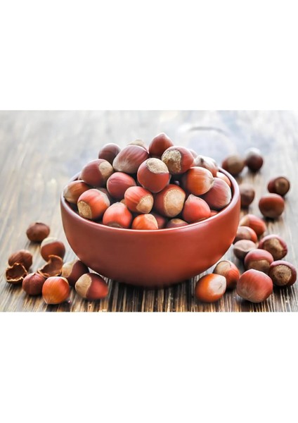 2024 Yeni Mahsül Giresun Tombul Kabuklu Fındık 4 kg indirimleri