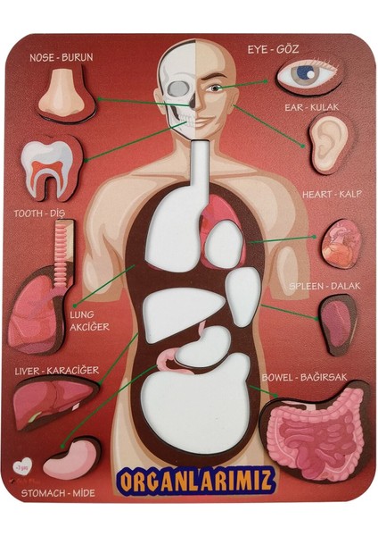 Eğitici Ahşap Organlar Temalı Yapboz ve Puzzle Seti, 10 Parça, 20x25 cm