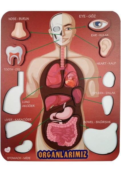 Eğitici Ahşap Organlar Temalı Yapboz ve Puzzle Seti, 10 Parça, 20x25 cm fiyatları