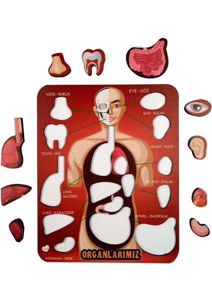 Eğitici Ahşap Organlar Temalı Yapboz ve Puzzle Seti, 10 Parça, 20x25 cm modelleri