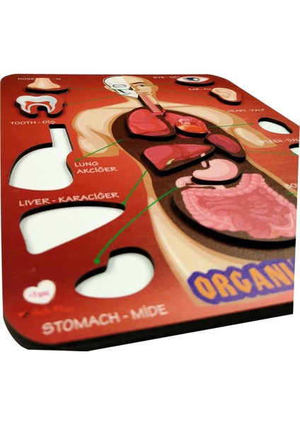 Eğitici Ahşap Organlar Temalı Yapboz ve Puzzle Seti, 10 Parça, 20x25 cm fırsatları