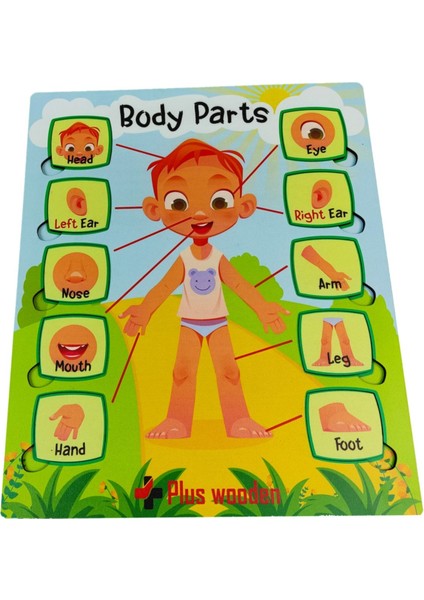 Bul ve Tak Ingilizce Eğitici Çocuk Oyuncak Puzzle Yapboz Vücüt Organları